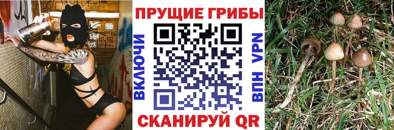 где купить наркоту  Наволоки  Псилоцибиновые грибы мицелий 
